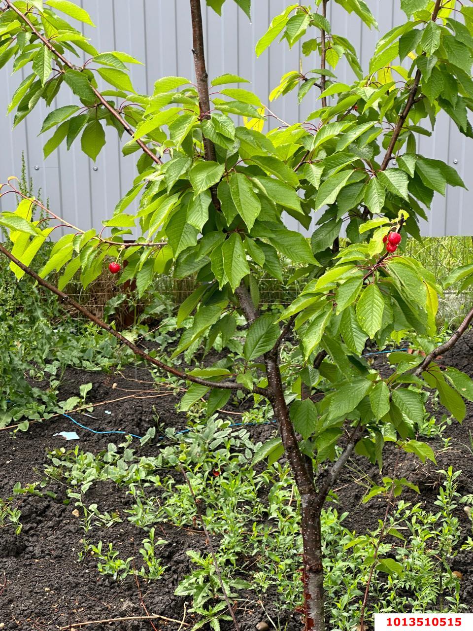 Фото №12: Личное подсобное хозяйство - Авиатор, мкр. Прикубанский внутригородской округ, ул. Виноградная, 59