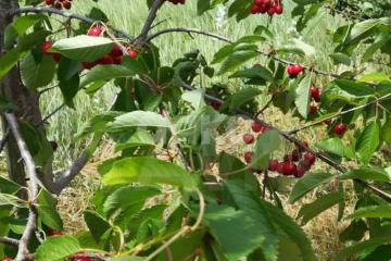 Фото №2: Личное подсобное хозяйство - Журавский, ул. Северная