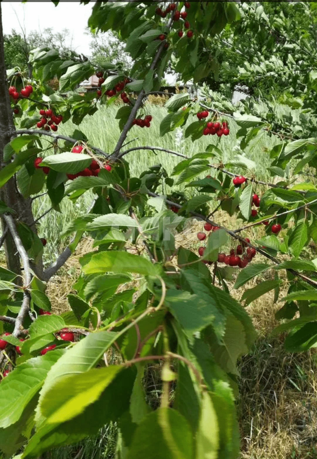 Фото №2: Личное подсобное хозяйство 30 сот. - Журавский, ул. Северная