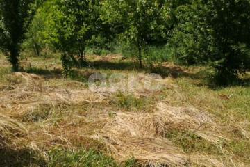 Фото №3: Личное подсобное хозяйство - Журавский, ул. Северная