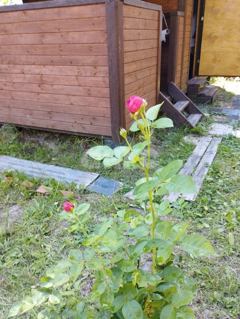 Фото №5: Дача 15 м² + 5.2 сот. - Новосёлки, мкр. СНТ Ягодное, ул. Западная, 22