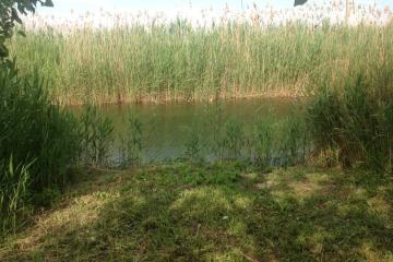 Фото №2: Коммерческая земля 57.95 сот. - Гривенская, ул. Береговая