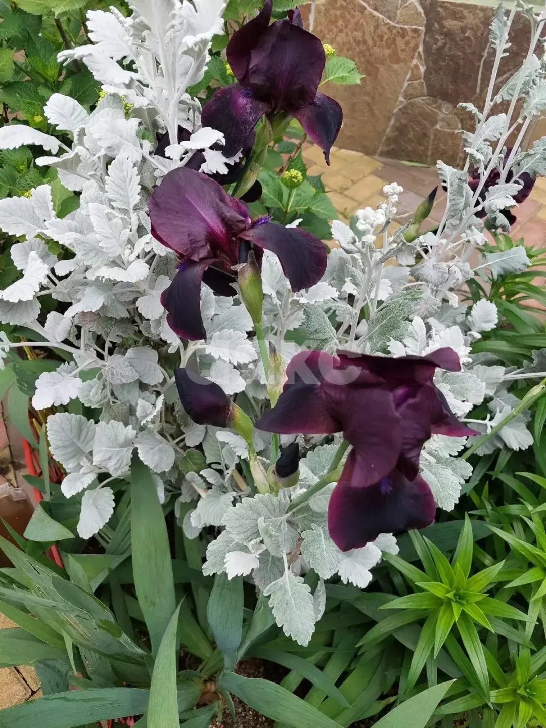 Фото №35: Дом 152 м² + 400 сот. - Верхний Юрт, р. Хостинский, ул. Абовяна, 60А