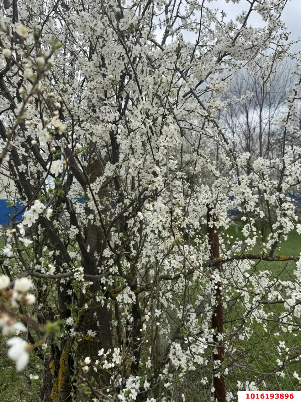 Фото №3: Земельный участок под ИЖС - Октябрьский, Прикубанский внутригородской округ, ст Луч, ул. Полевая