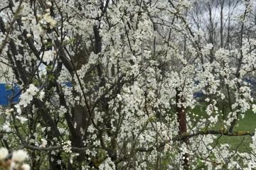 Фото №3: Земельный участок под ИЖС - Октябрьский, ст Луч, ул. Ореховая