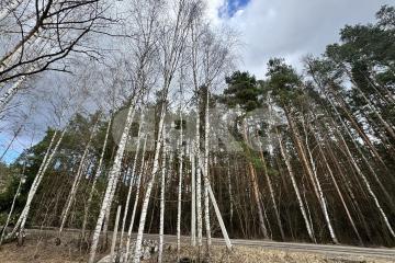 Фото №3: Земельный участок под ИЖС - Ильинский Погост, 