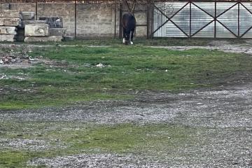 Фото №3: Земельный участок под ИЖС - Новые Поляны, 