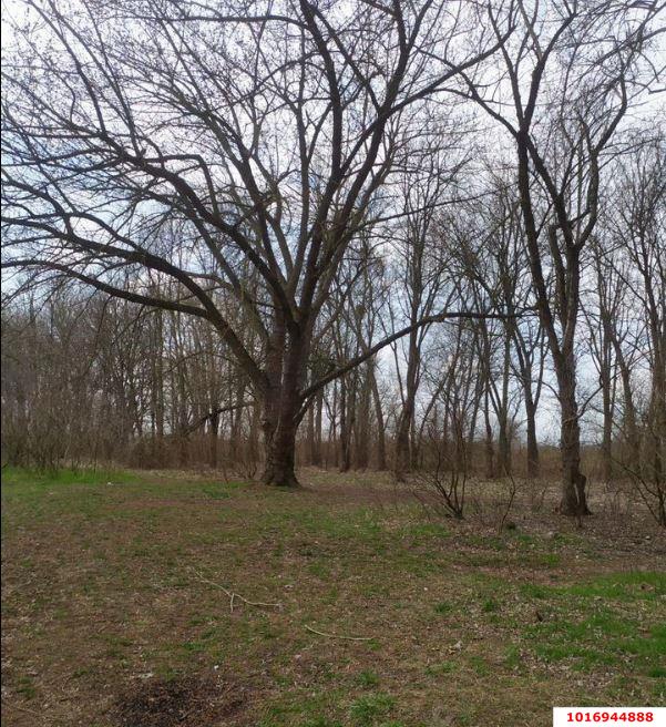 Фото №3: Личное подсобное хозяйство - Елизаветинская, Прикубанский внутригородской округ, ст Кубаночка, ул. Яблоневая, 344