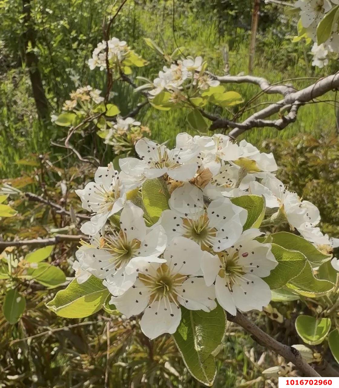 Фото №7: Личное подсобное хозяйство - Октябрьский, Прикубанский внутригородской округ, ст Радужное, ул. Оранжевая, 83