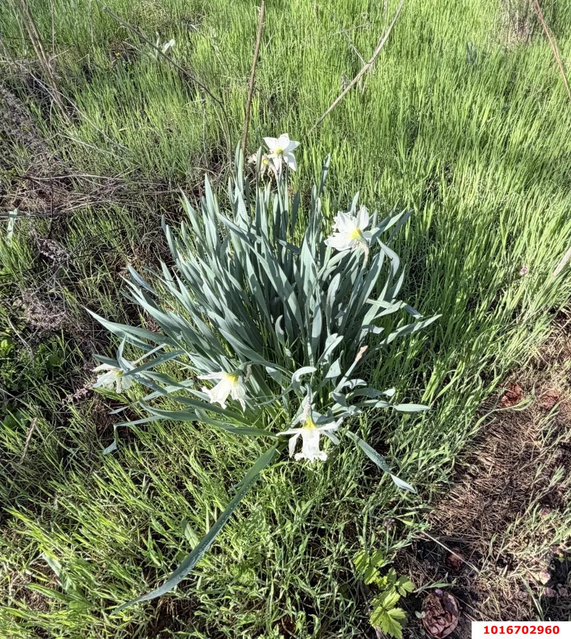 Фото №6: Личное подсобное хозяйство - Октябрьский, Прикубанский внутригородской округ, ст Радужное, ул. Оранжевая, 83