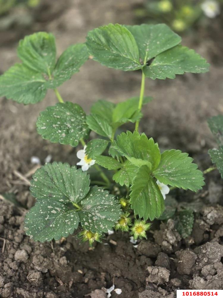 Фото №7: Дача 25 м² + 6.15 сот. - Елизаветинская, Прикубанский внутригородской округ, ст Кубань-1, ул. Вишнёвая