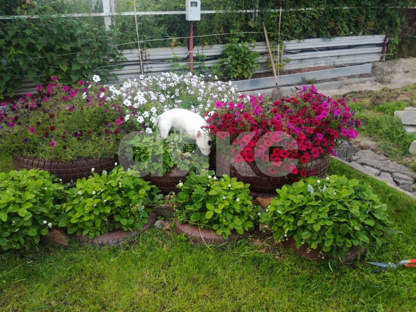 Фото №10: Дача 21 м² + 6 сот. - СНТ Дружба-2, 187