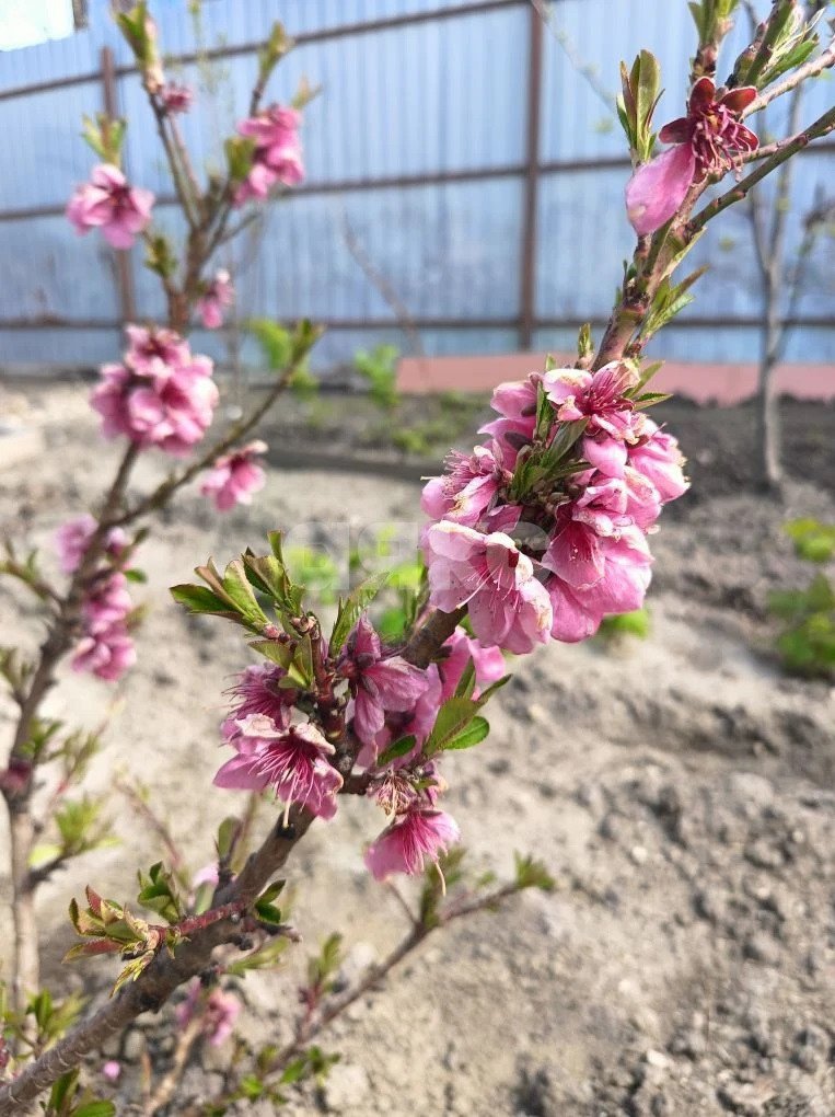 Фото №14: Дом 98 м² + 2.7 сот. - Супсех, ул. Вячеслава Карпова, 18с2