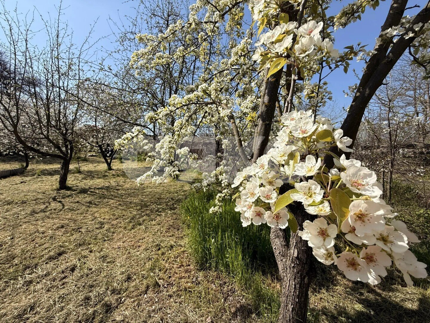 Фото №39: Дом 67 м² + 17.1 сот. - Журавская, ул. Садовая, 106