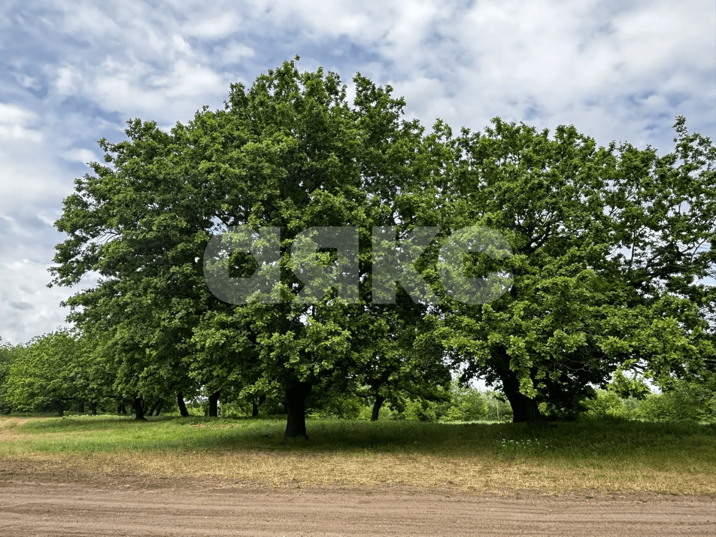Фото №5: Коммерческая земля 8.8 сот. - Зональный, ул. Центральная, 27