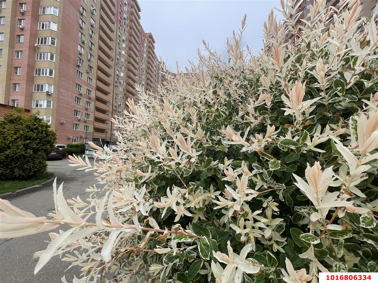 Фото №14: 1-комнатная квартира 51 м² - Краснодар, Прикубанский внутригородской округ, мкр. ЖК Губернский, ул. им. Героя Яцкова И.В., 15к2