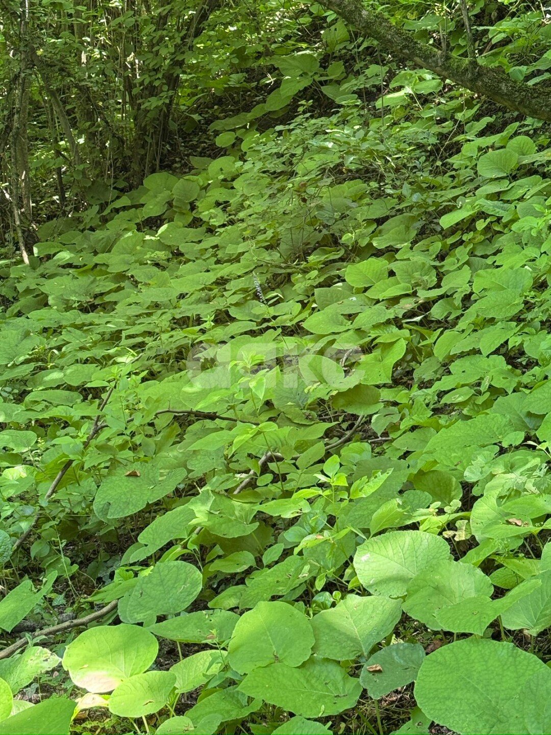 Фото №5: Земельный участок под ИЖС <span class="whitespace-nowrap">26 сот.</span> - Туапсе, ул. площадь Октябрьской Революции