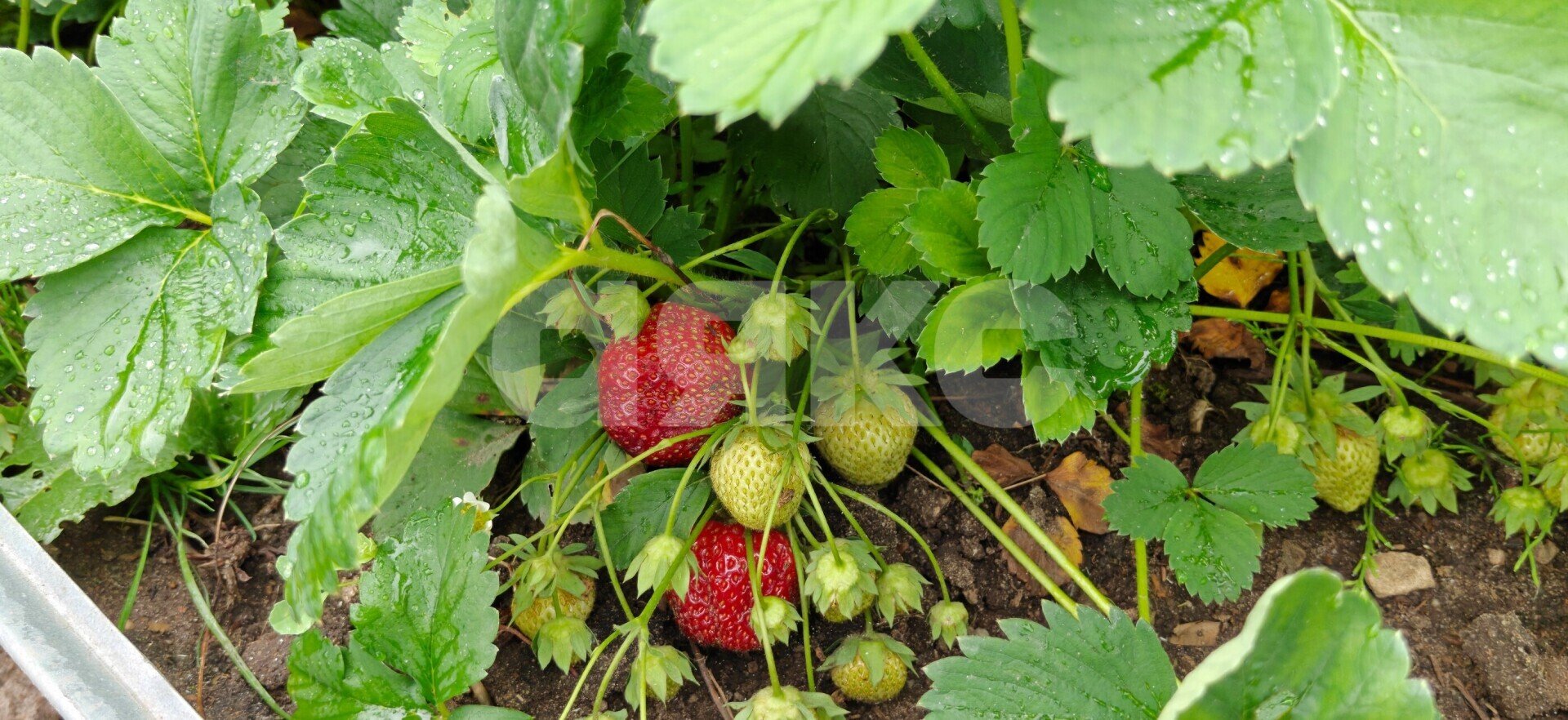 Фото №34: Дом <span class="whitespace-nowrap">63 м²</span> <span class="whitespace-nowrap">+ 8 сот.</span>, <span class="whitespace-nowrap">2 эт.</span> - КП Восход, 4