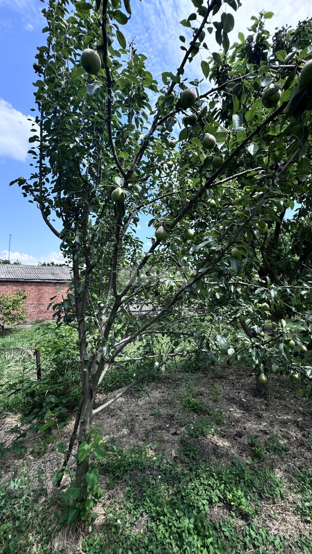Фото №26: Дом <span class="whitespace-nowrap">52 м²</span> <span class="whitespace-nowrap">+ 9.7 сот.</span>, <span class="whitespace-nowrap">1 эт.</span> - Кореновск, мкр. 2-й квартал, ул. Бувальцева, 29