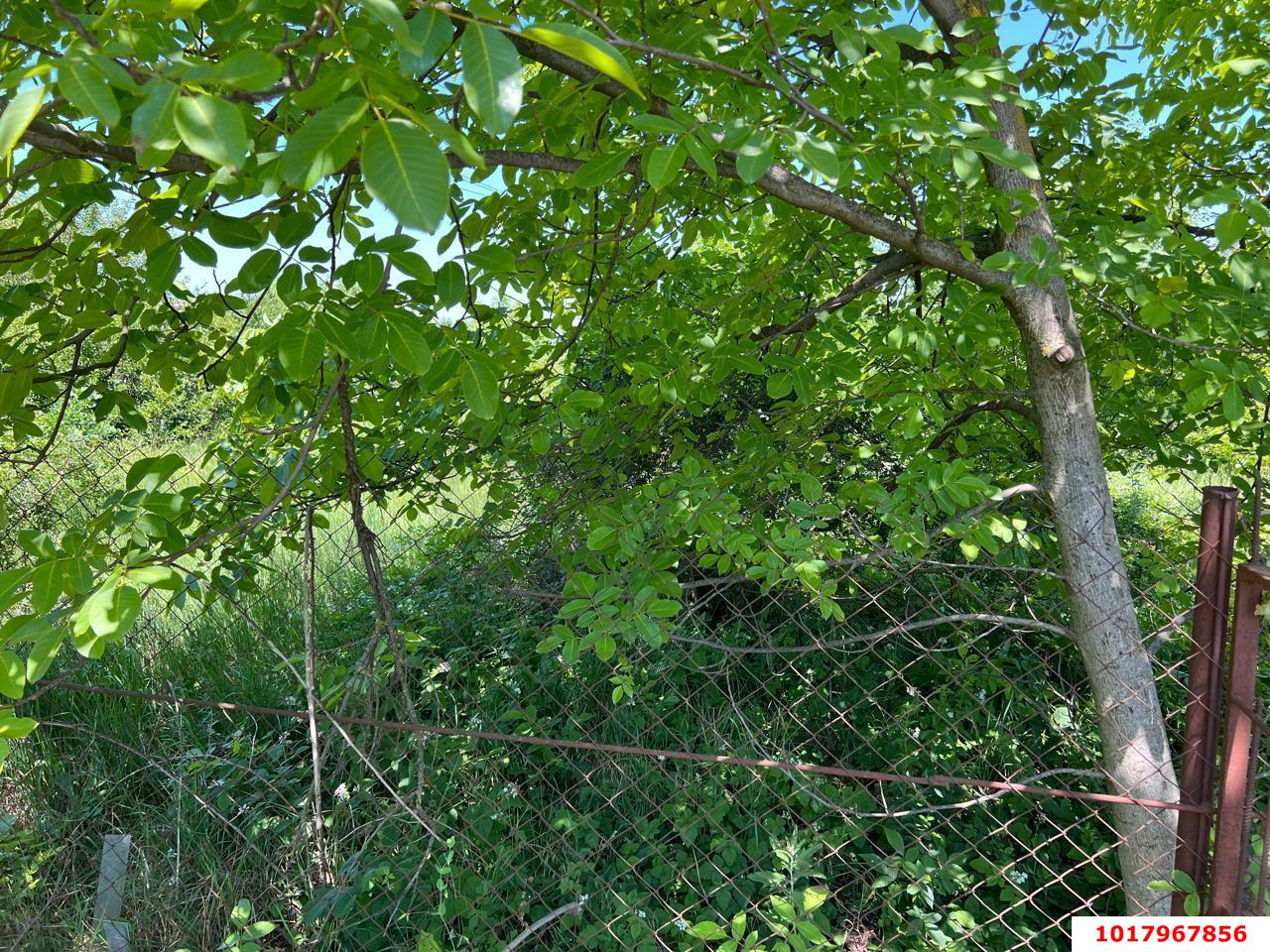 Фото №6: Личное подсобное хозяйство <span class="whitespace-nowrap">4.01 сот.</span> - Орбита, мкр. Прикубанский внутригородской округ, ул. Виноградная, 457