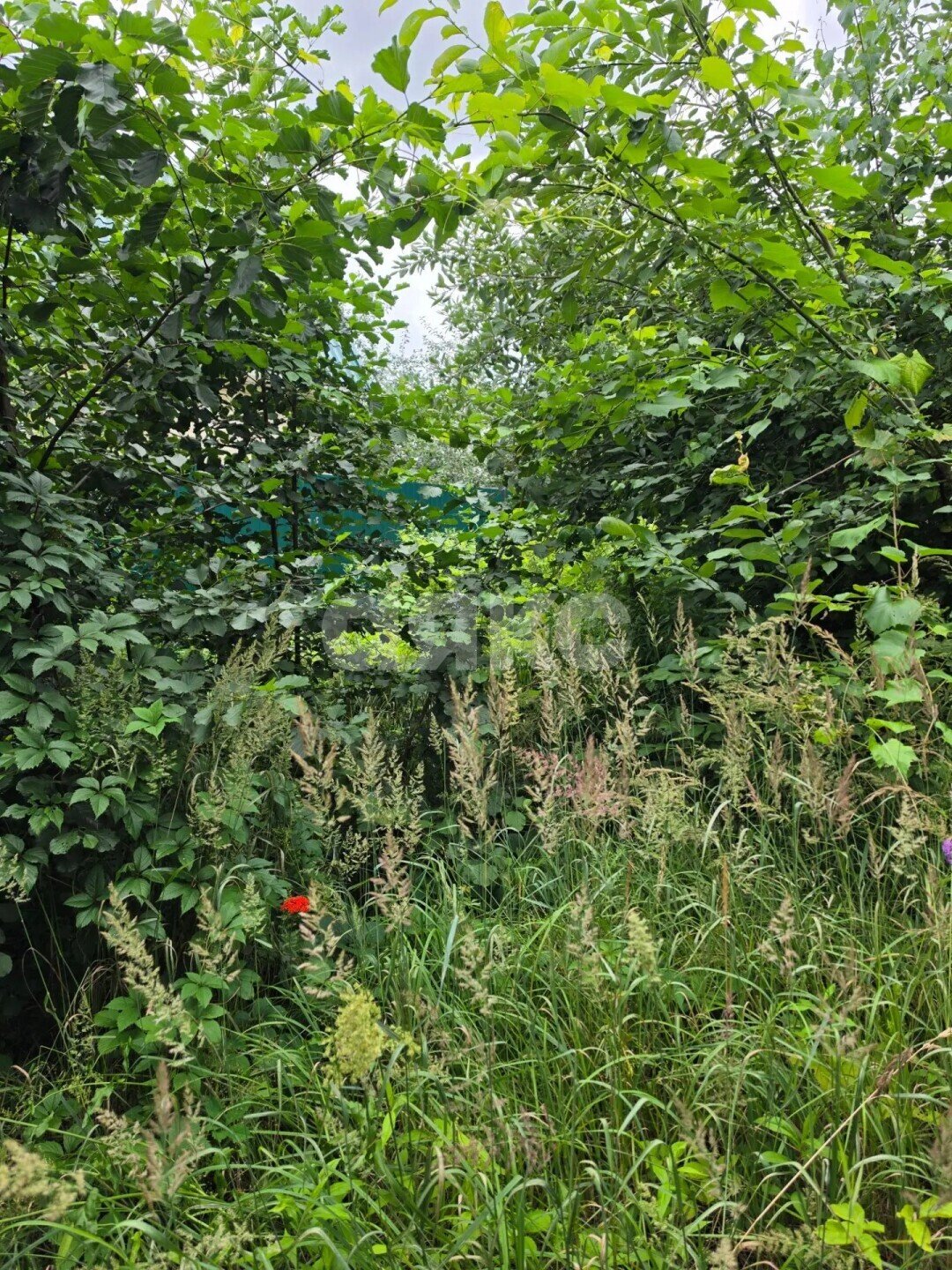 Фото №4: Участок садоводство <span class="whitespace-nowrap">6 сот.</span> - Марусино, мкр. территория СНТ СН Зенино, 6
