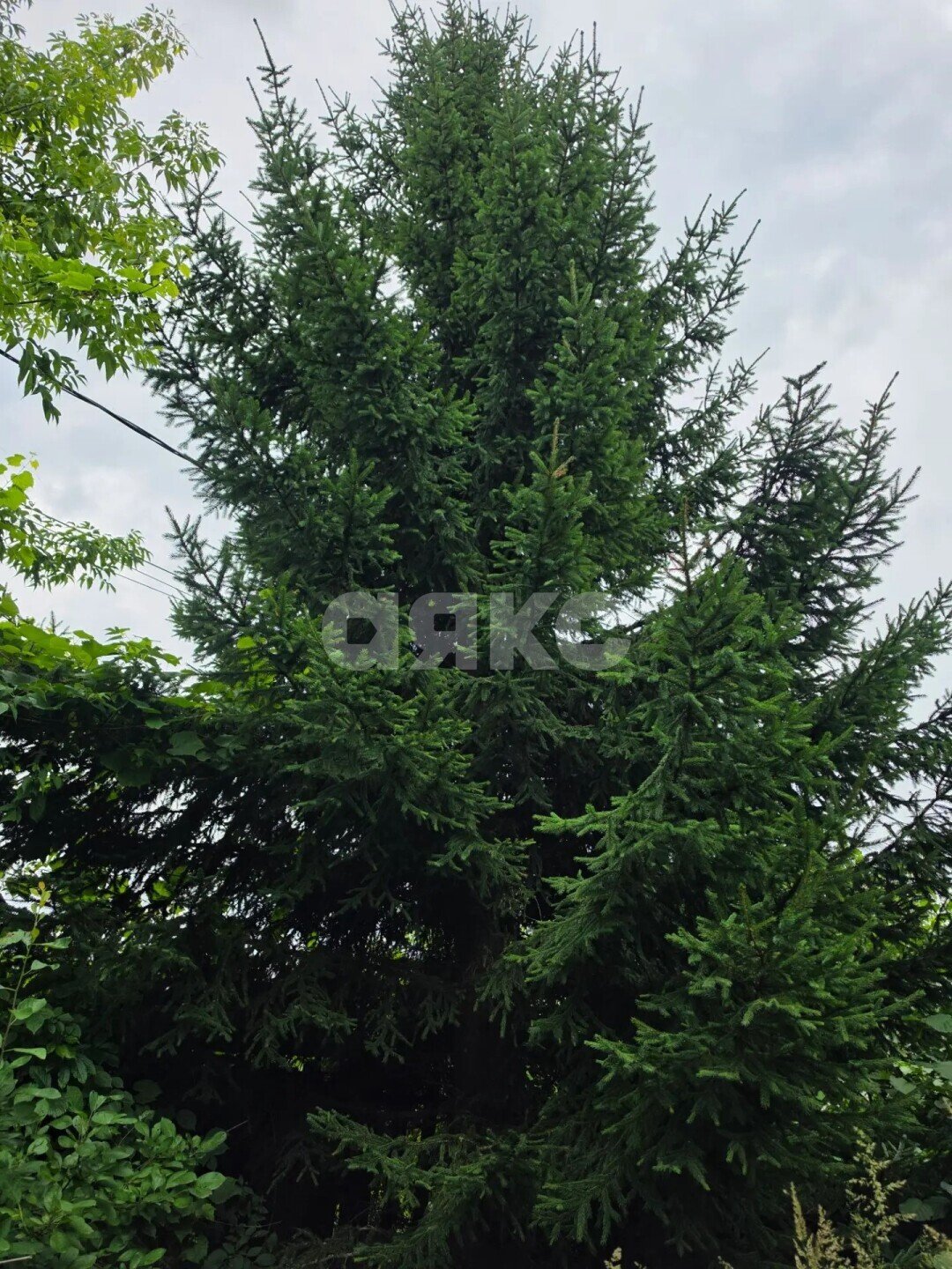 Фото №6: Участок садоводство <span class="whitespace-nowrap">6 сот.</span> - Марусино, мкр. территория СНТ СН Зенино, 6