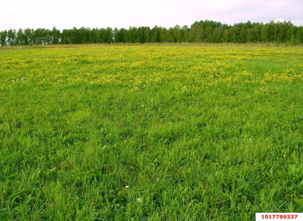 Фото №5: Личное подсобное хозяйство <span class="whitespace-nowrap">10 сот.</span> - Ткачёв, ул. Речная