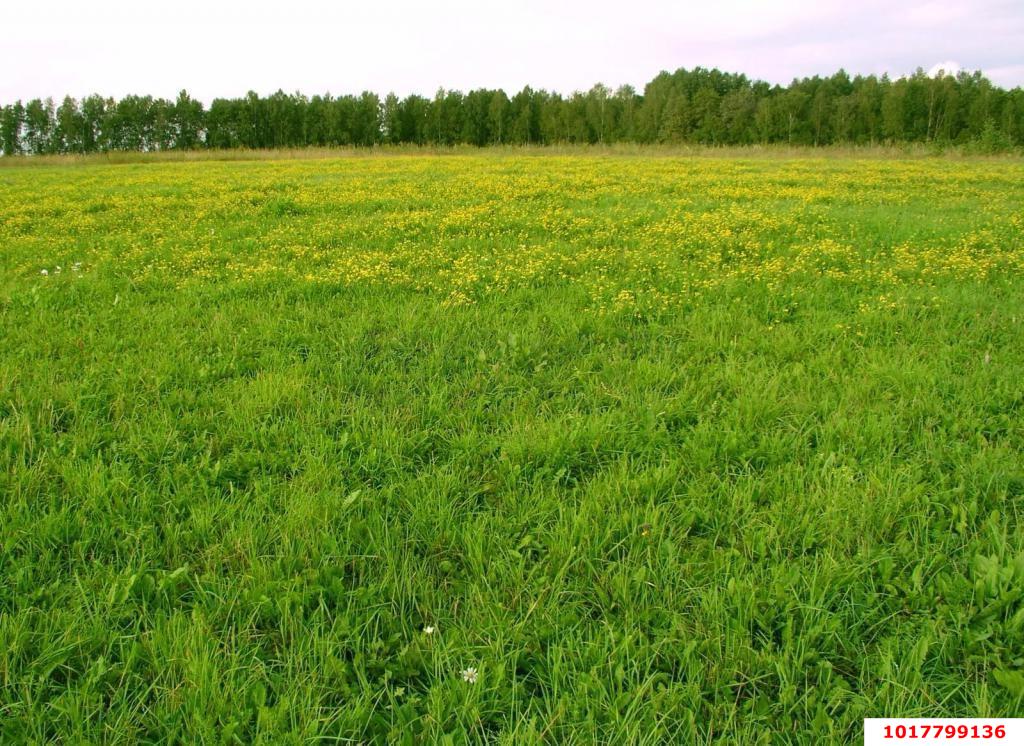 Фото №5: Личное подсобное хозяйство <span class="whitespace-nowrap">15 сот.</span> - Ткачёв, ул. Речная