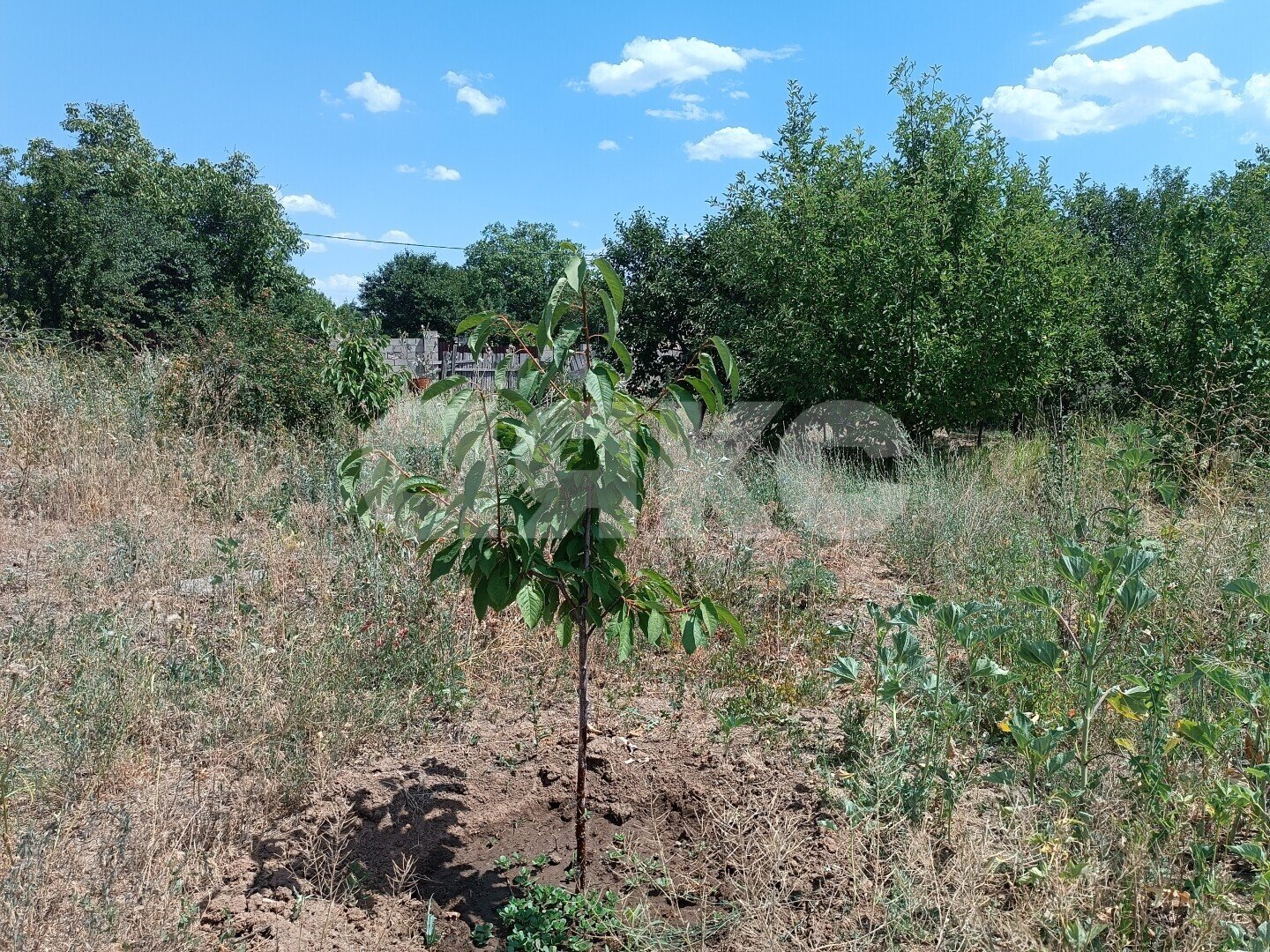 Фото №4: Участок садоводство <span class="whitespace-nowrap">6 сот.</span> - Волгоград, Краснооктябрьский, мкр. СНТ Транспортник