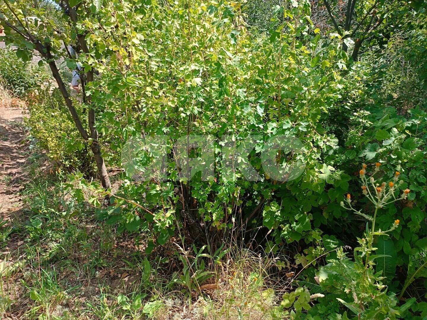 Фото №9: Участок садоводство <span class="whitespace-nowrap">6 сот.</span> - Волгоград, Краснооктябрьский, мкр. СНТ Транспортник