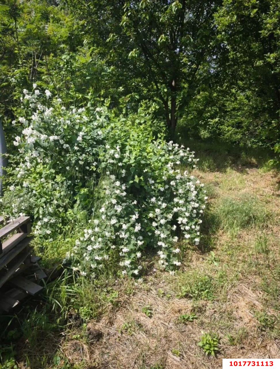 Фото №2: Личное подсобное хозяйство <span class="whitespace-nowrap">24.32 сот.</span> - Елизаветинская, Прикубанский внутригородской округ, мкр. СНТ Орбита, ул. Яблоневая