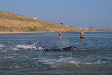 Фото №1: Коммерция 187 м² - Темрюк, ул. Морская