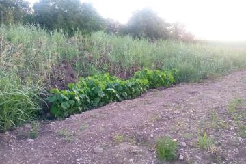 Фото №2: Земельный участок 5 сот. - Пластуновская, ул. Краснодарская, 72