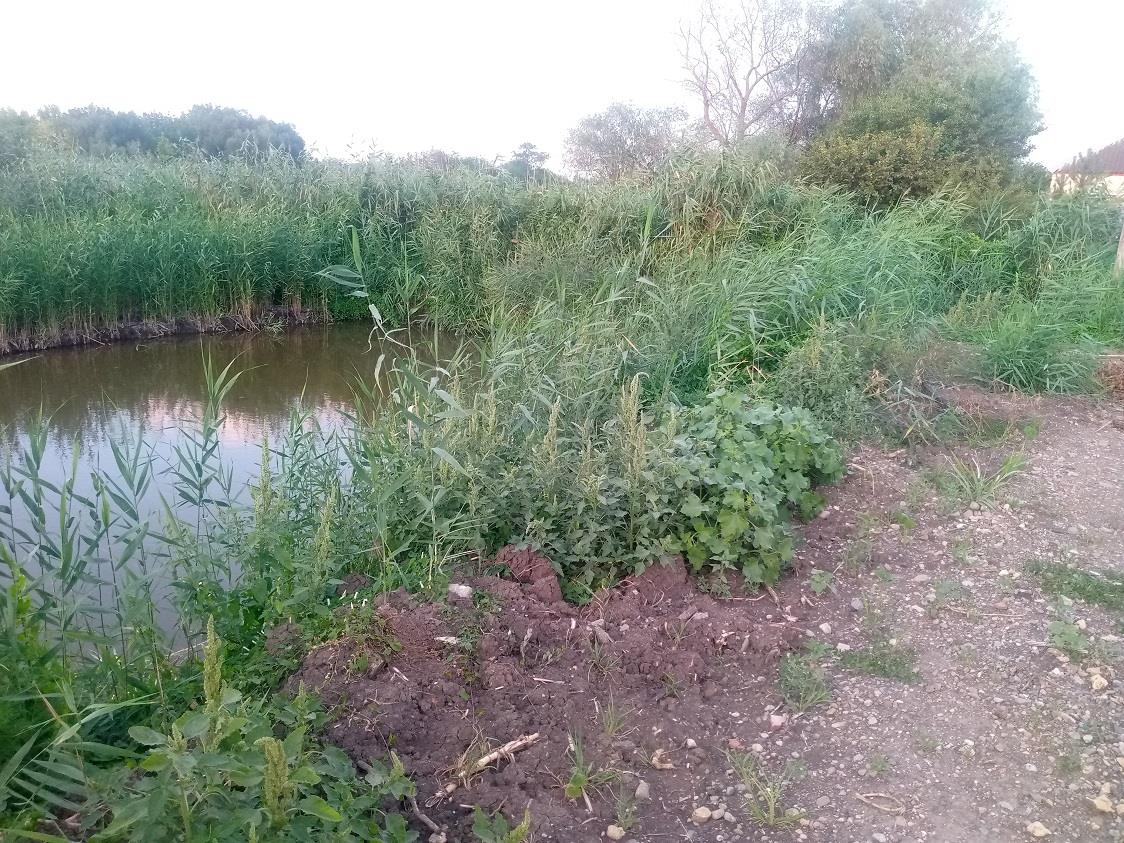 Фото №4: Земельный участок 5 сот. - Пластуновская, ул. Краснодарская, 72