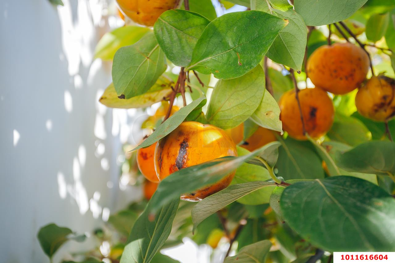 Фото №7: Дом 326 м² + 5.9 сот. - Краснодар, Фестивальный, ул. Фридриха Энгельса